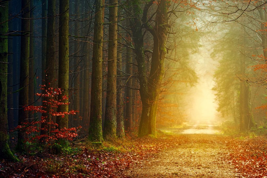 a road in the forest in the fall, shines brightly shining through the trees