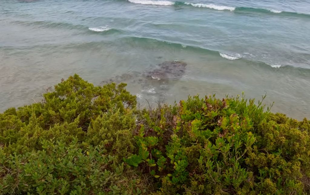 waves on a green bushy shore - view from above