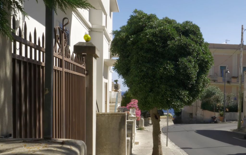 street turning right and a tree and a pink flower on its left, houses along the street