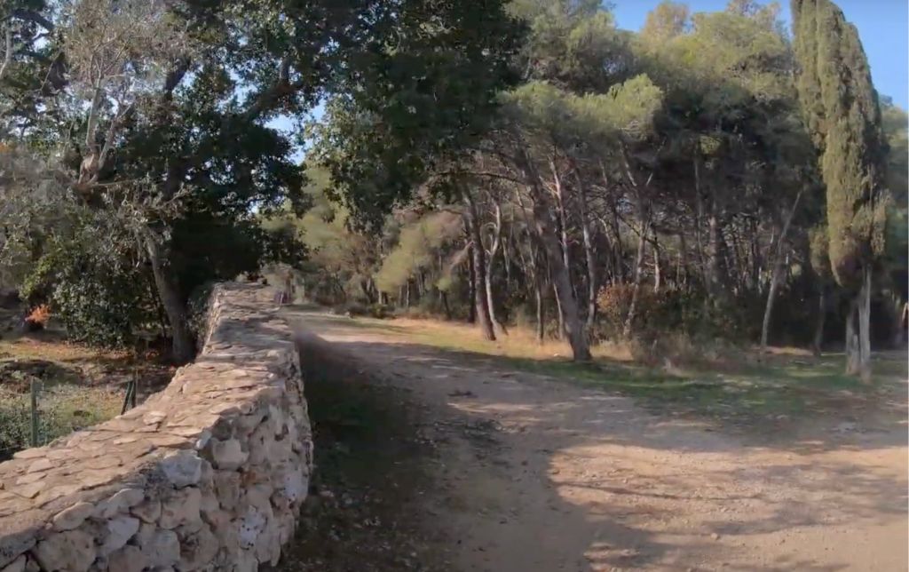 dirt road guarded on the leftside by a small stone wall and on the right side by a pine forest