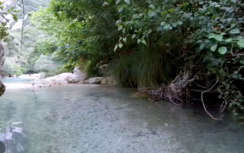 trees on the shores of a river