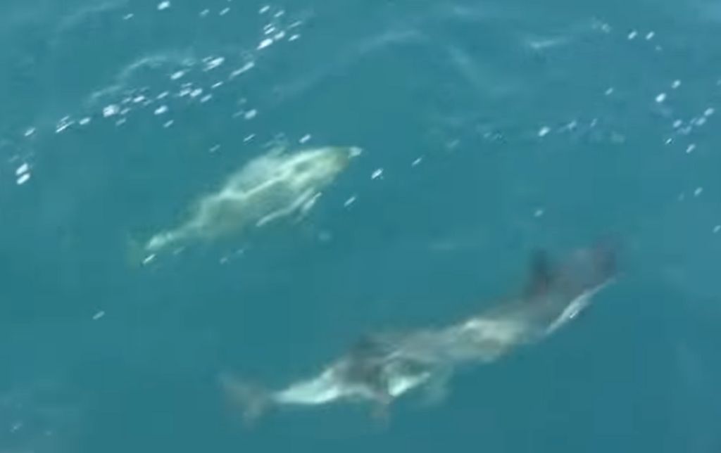 two dolphins swimming under water