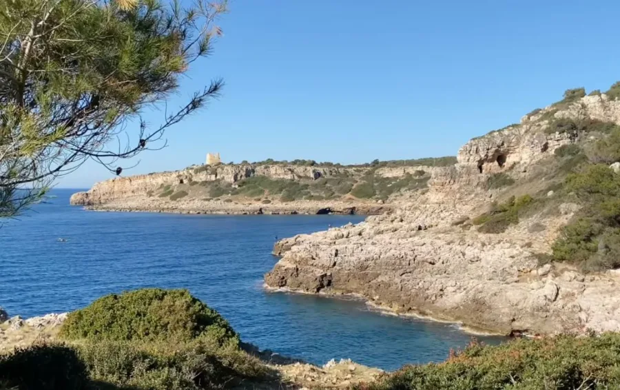 small gulf on a stony beach with pines and small grass